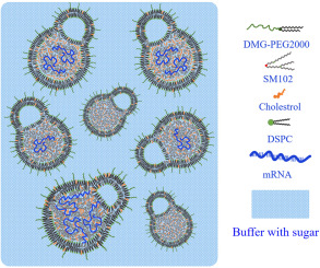 精准解析mRNA疫苗内部结构，刘卓副教授团队破解空载纳米颗粒干扰难题